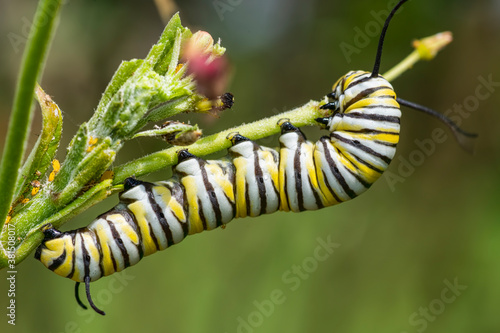Closeup of Monarch Caterpillar Feeding on Tropical Milkweed in Louisiana Garden in Fall photo