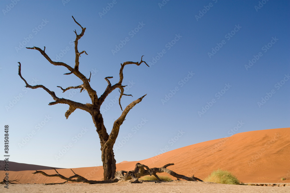 Dead Vlei, Sossusvlei, Namib Naukluft National Park, Namibia Dead Vlei, Sossusvlei, Namib Naukluft National Park, Namibia
