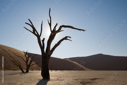 Dead Vlei, Sossusvlei, Namib Naukluft National Park, Namibia