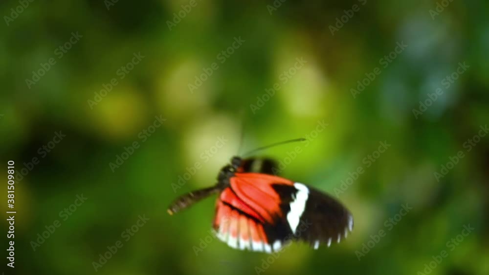 Tropical exotic butterfly Heliconius Erato in jungle rainforest flying on green leaves, macro close up. Spring paradise, lush foliage natural background, defocused greenery in the woods . Tropical exotic butterfly Heliconius Erato in jungle rainforest flying on green leaves, macro close up. Spring paradise, lush foliage natural background, defocused greenery in the woods .