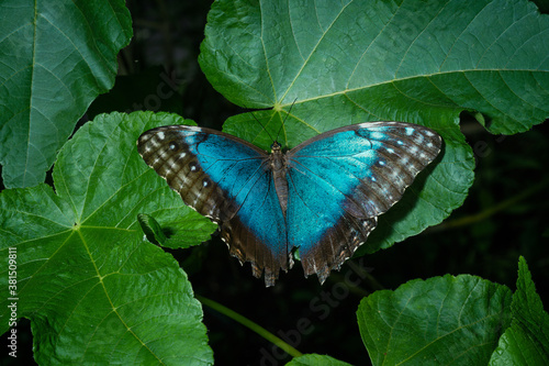 Canvas Print blue butterfly morpho sitting on green leaves at tropical forest