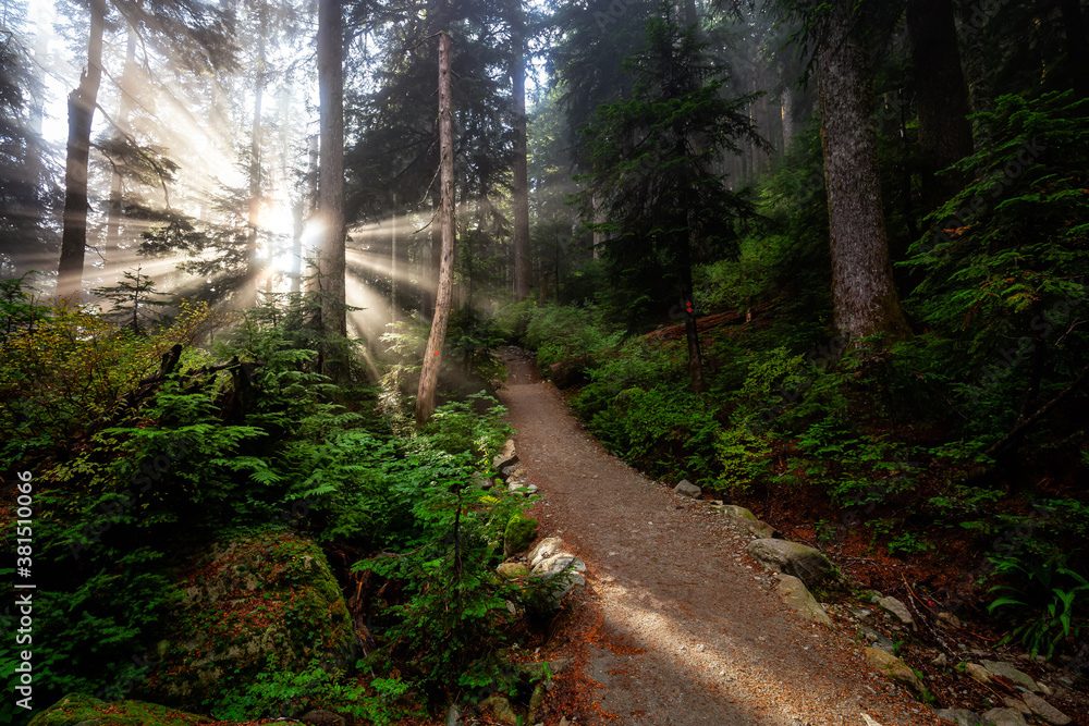 Fototapeta premium Dreamy View of the Sunrays in a Rainforest during a sunny and foggy day. Hiking Path Trail in the Woods. Taken in Cypress Provincial Park, West Vancouver, British Columbia, Canada. Nature Background