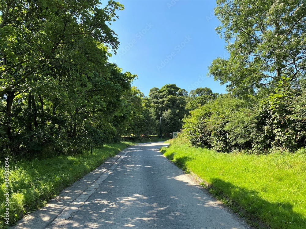 Looking toward the end of, Priesthorpe Road, with wild plants, old trees, and a vivid blue sky in, Pudsey, Leeds, UK Looking toward the end of, Priesthorpe Road, with wild plants, old trees, and a vivid blue sky in, Pudsey, Leeds, UK