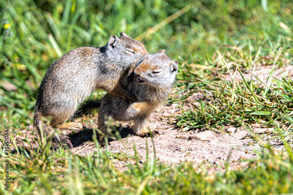 Obraz premium Young Playing Uinta Ground Squirrel (Urocitellus armatus), Grand Teton National Park