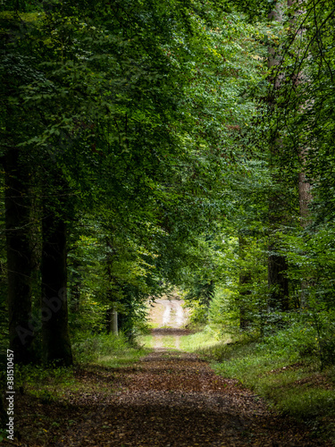 Waldweg © focus finder