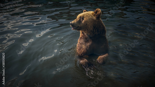 The brown bear smiles while sitting in the river,the bear swims in the nature in the river.