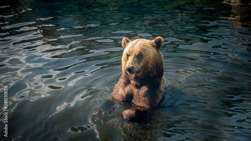 Brown bear in the river close-up,the bear bathes in the water beautiful animal in nature.