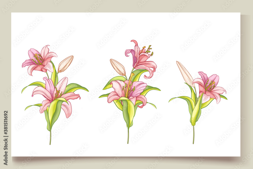 Obraz premium beautiful hand drawn lily flowers illustration