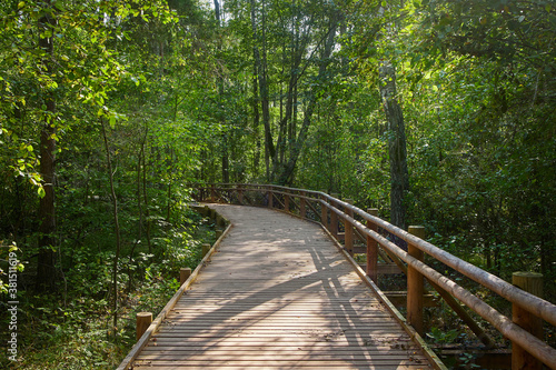 wooden nature trail