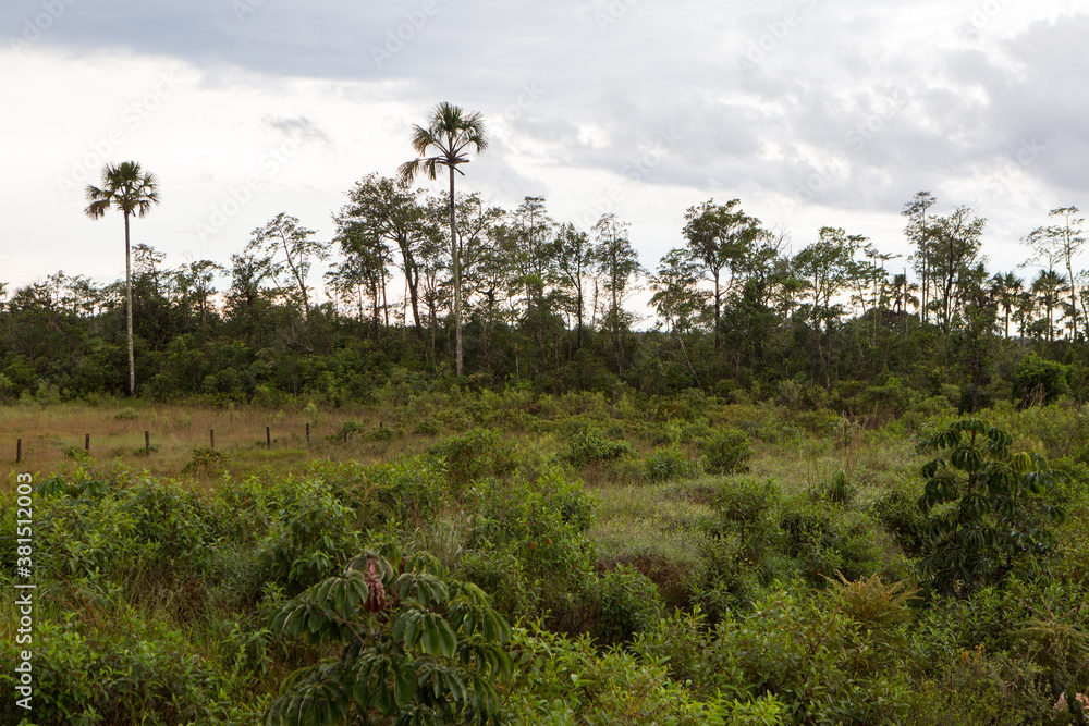 Fototapeta premium trees in the field