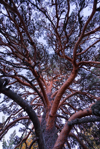 PINO SILVESTRE - SCOTS PINE (Pinus sylvestris), Parque Natural 'Laguna Negra y Circos Glaciares de Urbión', Soria province, Castilla y Leon, Spain, Europe