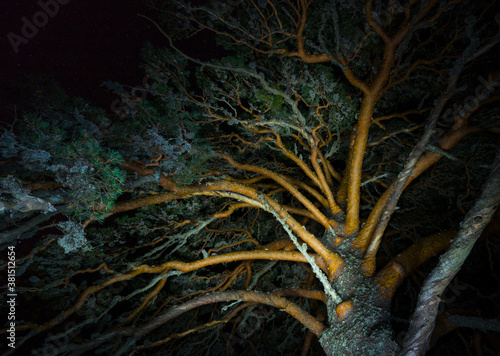PINO SILVESTRE - SCOTS PINE (Pinus sylvestris), Parque Natural 'Laguna Negra y Circos Glaciares de Urbión', Soria province, Castilla y Leon, Spain, Europe