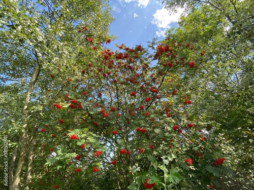Tree, with red berries, growing between two larger trees, set against a blue sky in, Meanwood, Leeds, UK
