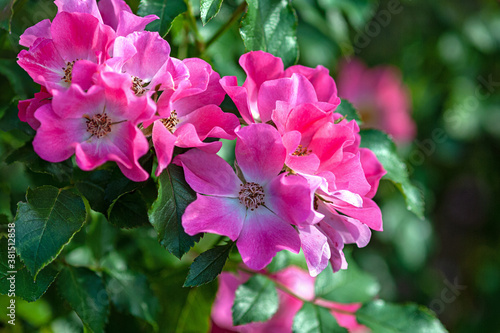 Showy pink garden roses  Giro Amorina  blooming in summer garden