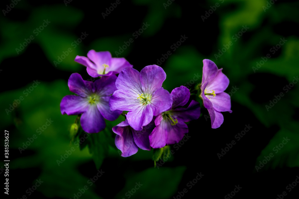 flowers in the garden flowers in the garden