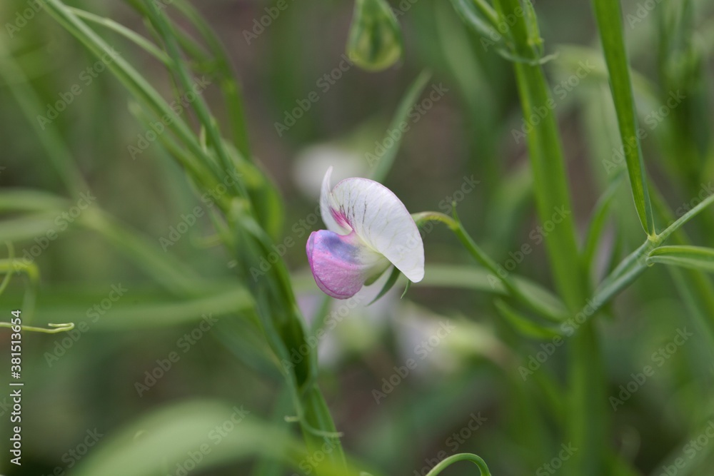 Flower of a grass pea, Lathyrus sativus