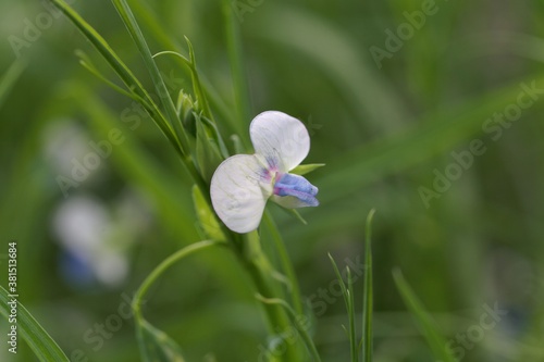 Flower of a grass pea, Lathyrus sativus photo