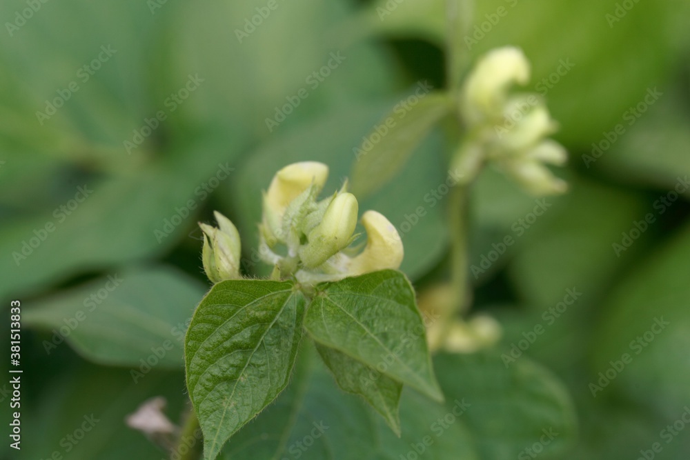 Flower of a mung bean, Vigna radiata Flower of a mung bean, Vigna radiata