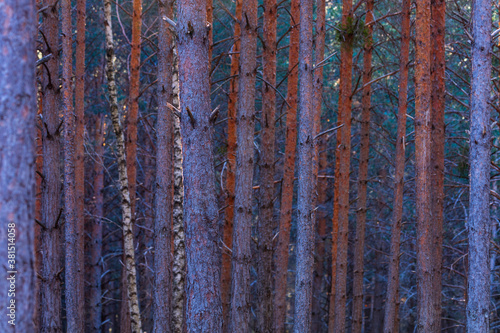 Pine forest, Parque Natural 'Laguna Negra y Circos Glaciares de Urbión', Soria province, Castilla y Leon, Spain, Europe