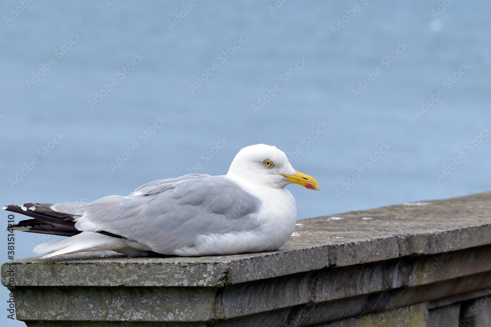 Fototapeta premium Seagull sitting on a stone