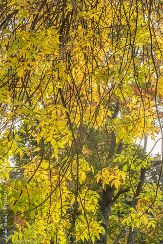 Fototapeta Naklejka Na Ścianę i Meble -  Leaves on the trees in the city park at autumn day time.