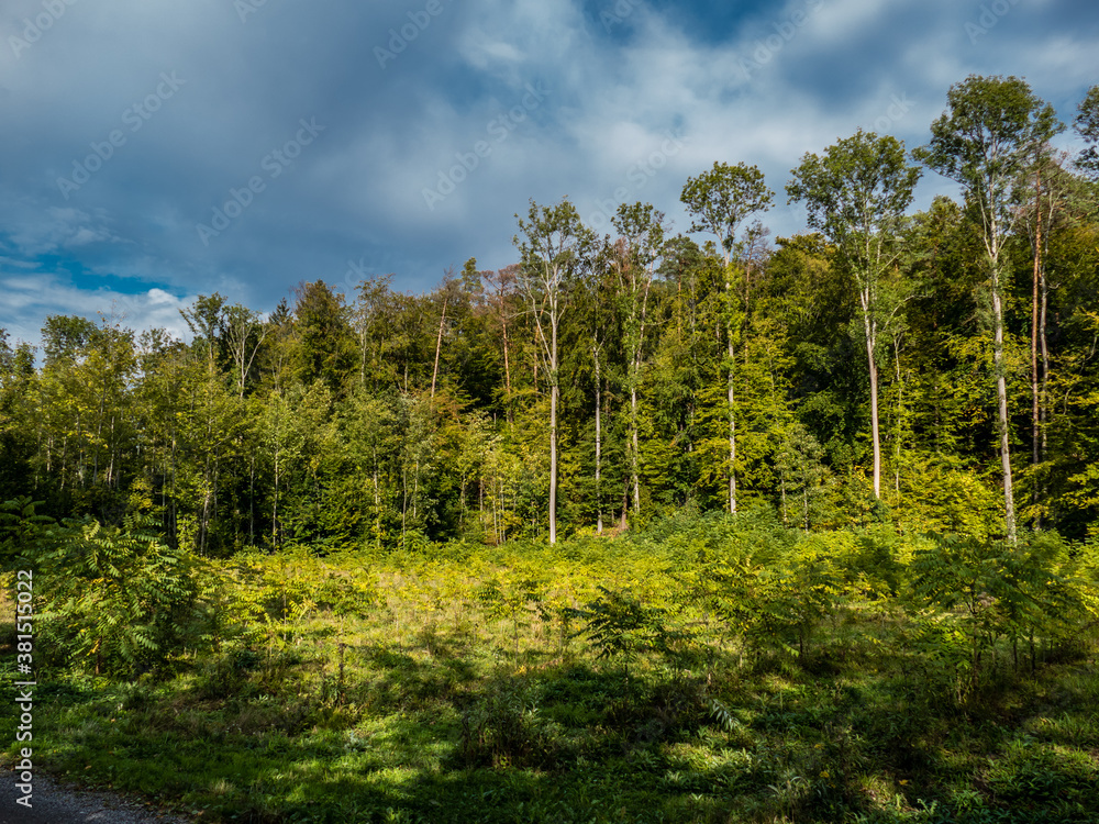 Wiederaufforstung durch Neuanpflanzung im Mischwald Wiederaufforstung durch Neuanpflanzung im Mischwald
