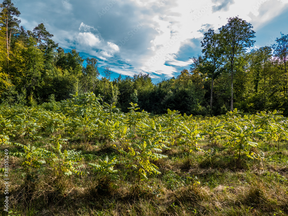 Fototapeta premium Wiederaufforstung durch Neuanpflanzung im Mischwald
