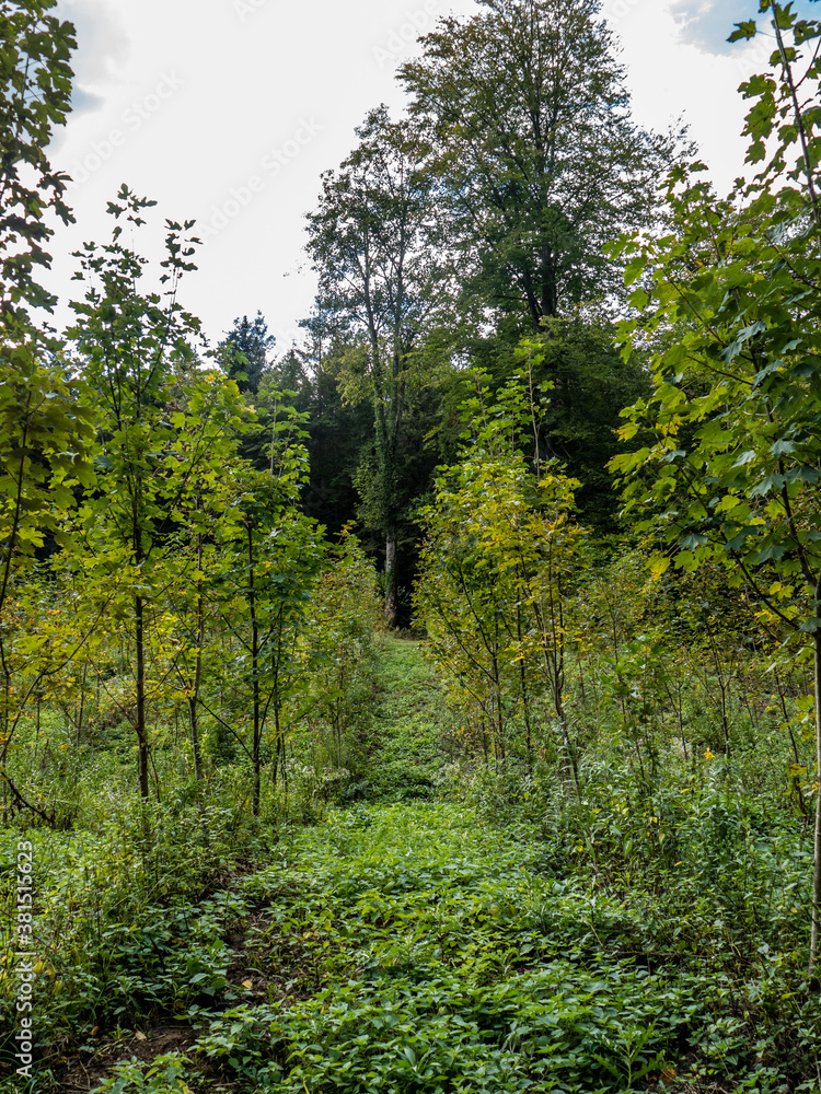 Obraz premium Wiederaufforstung durch Neuanpflanzung im Mischwald