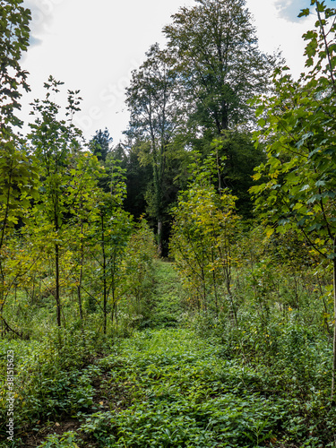 Wiederaufforstung durch Neuanpflanzung im Mischwald