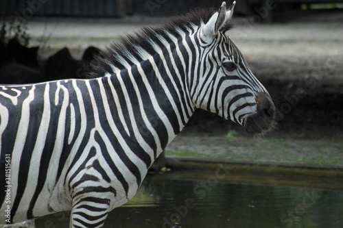 zebra