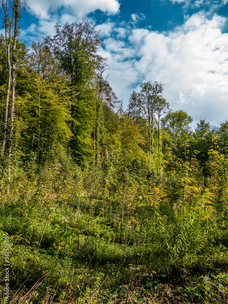 Wiederaufforstung durch Neuanpflanzung im Mischwald Wiederaufforstung durch Neuanpflanzung im Mischwald