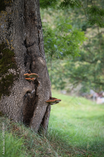 Polypore mushroom on a tree