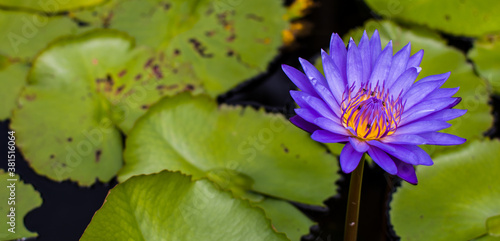 A beautiful blue water lily. In a pond and has a background of dark green leaves.