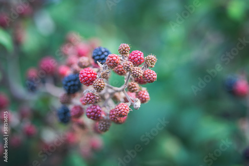 blackberries on a bramble bush