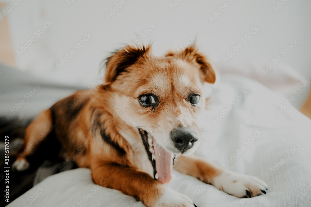 Fototapeta Happy adopted dog in bed with his new owner