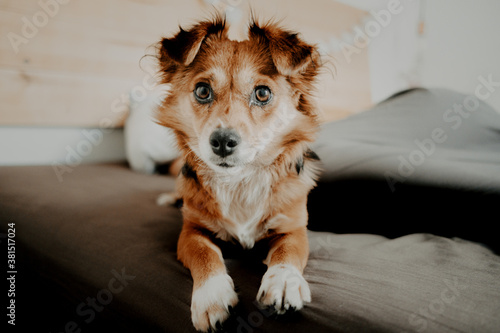 Fototapeta Naklejka Na Ścianę i Meble -  Happy adopted dog in bed with his new owner