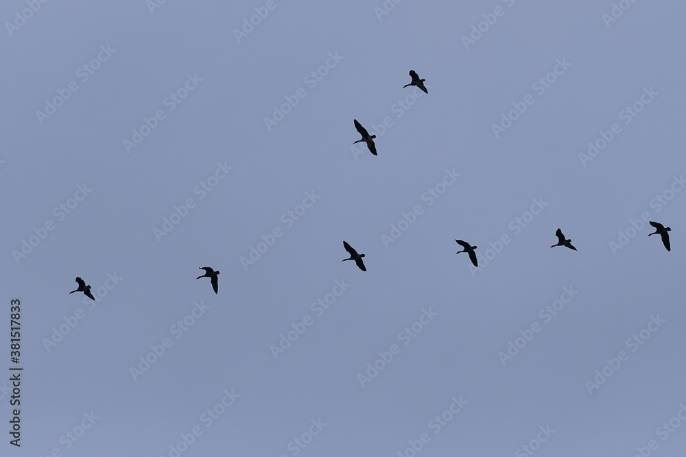 Flock of Canada Geese flying under a blue sky