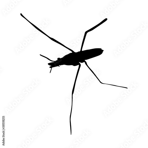 Pond Skater (Gerridae) Walk On Water Upper View Silhouette Found In Map Of Asia,Eurasia And Europe. Good To Use For Element Print Book, Animal Book and Animal Content