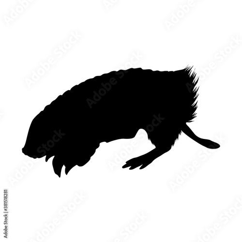 Pink Fairy Armadillo (Chlamyphorus truncatus) Standing On a Side View Silhouette Found In Map Of South America. Good To Use For Element Print Book, Animal Book and Animal Content photo