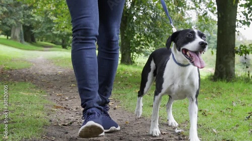 Low angle close up of man walking pet dog on leash in public park