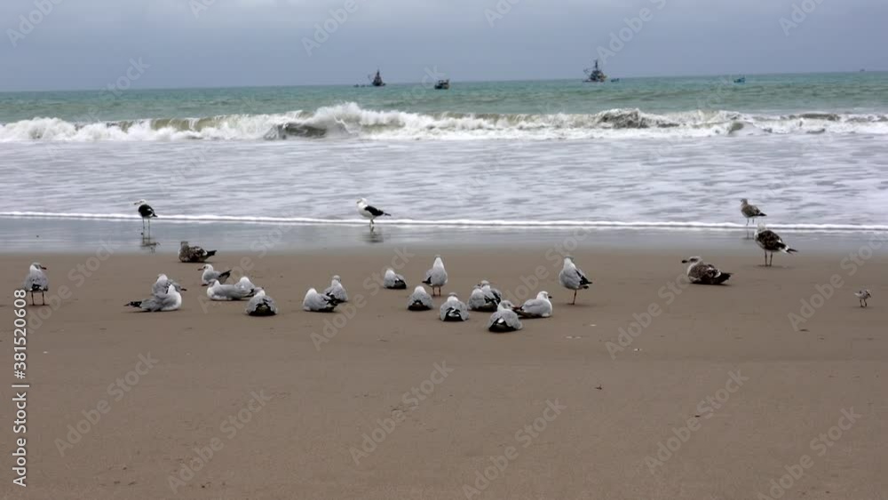 San Pedro, Ecuador-20180915- Seagulls Sit and Fly on Beach San Pedro, Ecuador-20180915- Seagulls Sit and Fly on Beach