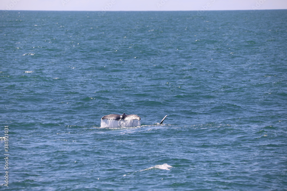 Naklejka premium whale on the sea