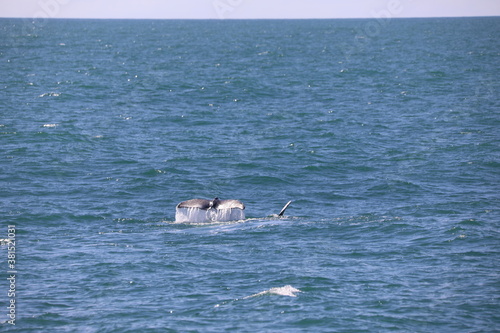 whale on the sea