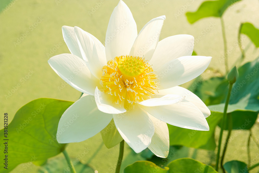 ハスの花 ハスの花