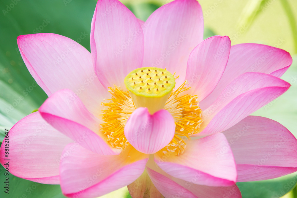 ハスの花 ハスの花