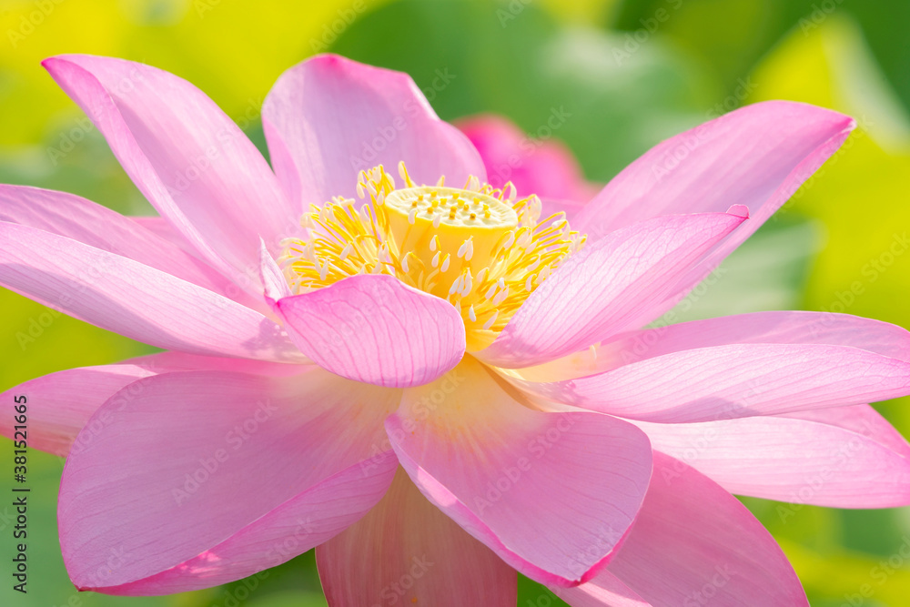 ハスの花 ハスの花