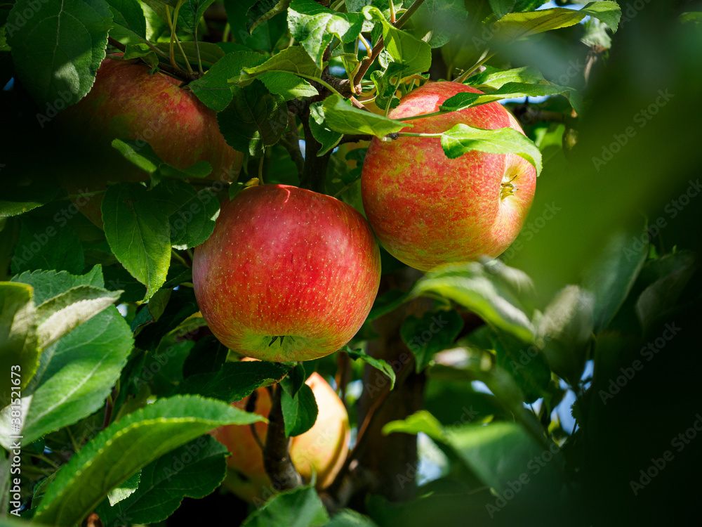 apples on tree apples on tree