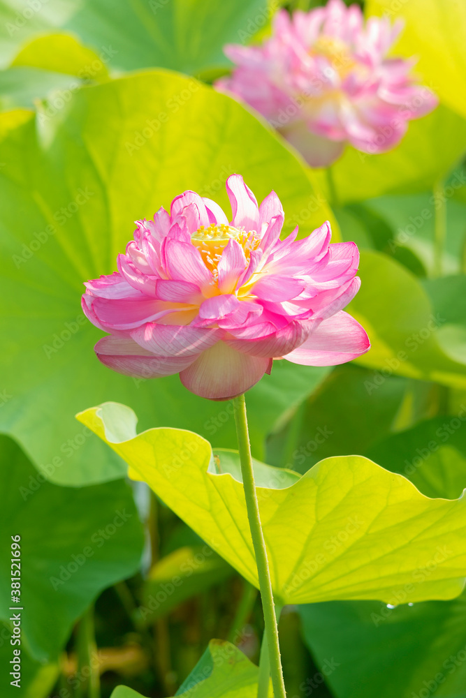 Obraz premium ハスの花