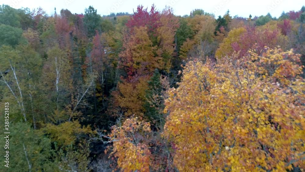 Aerial Drone - Fly Through Trees in Full Color While Others Are Bare in Fall in Vermont. Aerial Drone - Fly Through Trees in Full Color While Others Are Bare in Fall in Vermont.