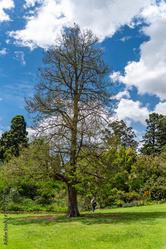 Diversity of nature at the Melbourne Botanical Gardens